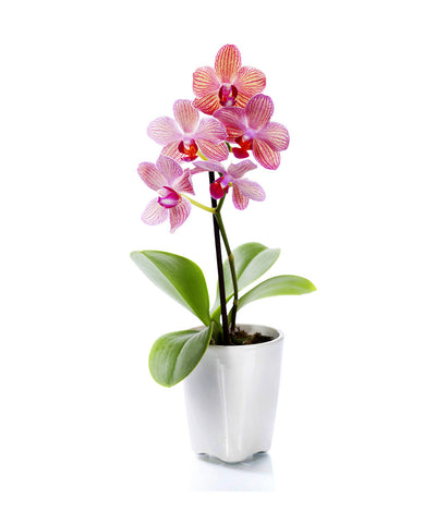 Potted Orchid